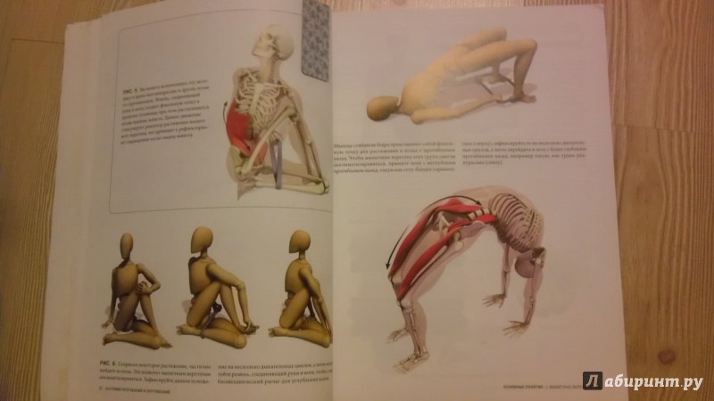 Иллюстрация 3 из 15 для Анатомия прогибаний и скручиваний - Рэй Лонг | Лабиринт - книги. Источник: Lorbeer