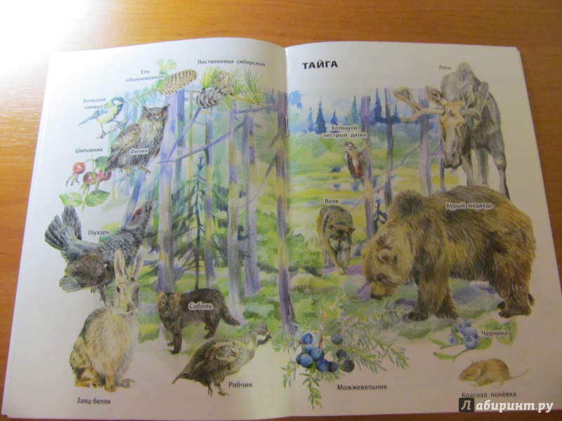 Иллюстрация 5 из 32 для Природные зоны России | Лабиринт - книги. Источник: Носова  Татьяна