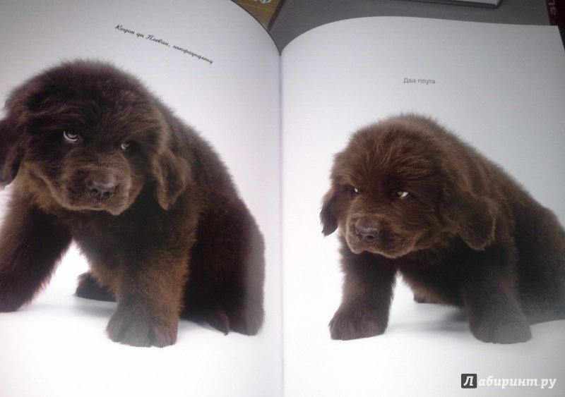 Иллюстрация 10 из 37 для Жизнь собак - Громис ди Трана Катерина | Лабиринт - книги. Источник: Космос