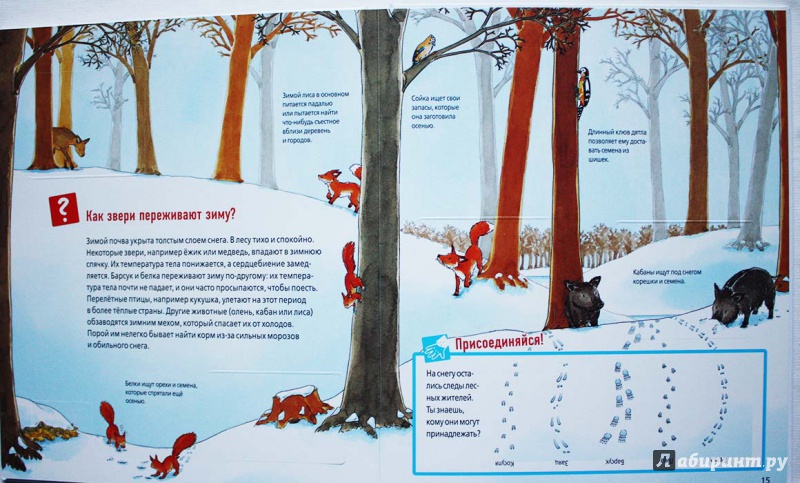 Иллюстрация 3 из 53 для Животные в лесу - Штаубер, Германн | Лабиринт - книги. Источник: Сидоренко  Сергей