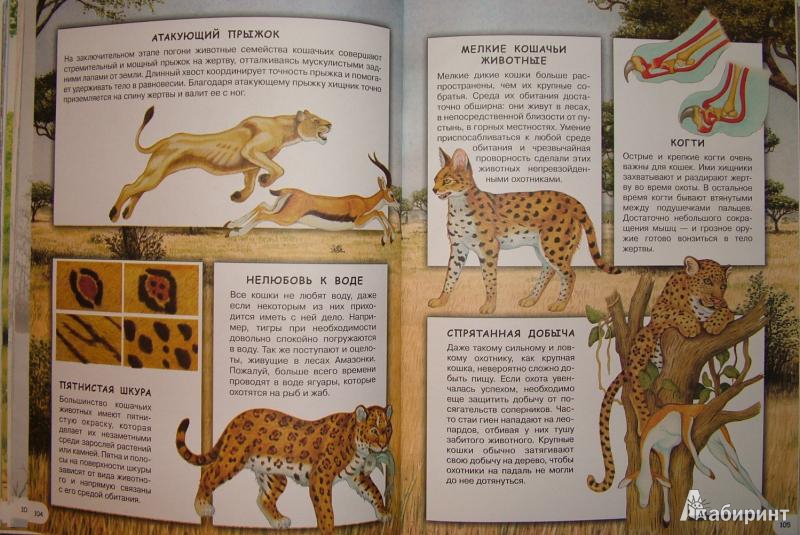 Иллюстрация 11 из 23 для Загадки животного мира - Элеонора Барзотти | Лабиринт - книги. Источник: om-2