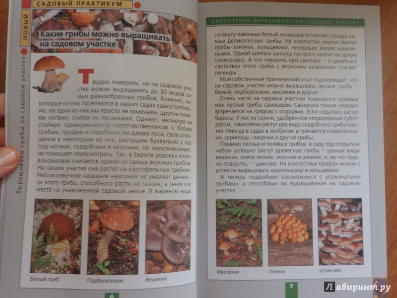Иллюстрация 4 из 5 для Выращиваем грибы на садовом участке - Федор Карпов | Лабиринт - книги. Источник: товарищ маузер