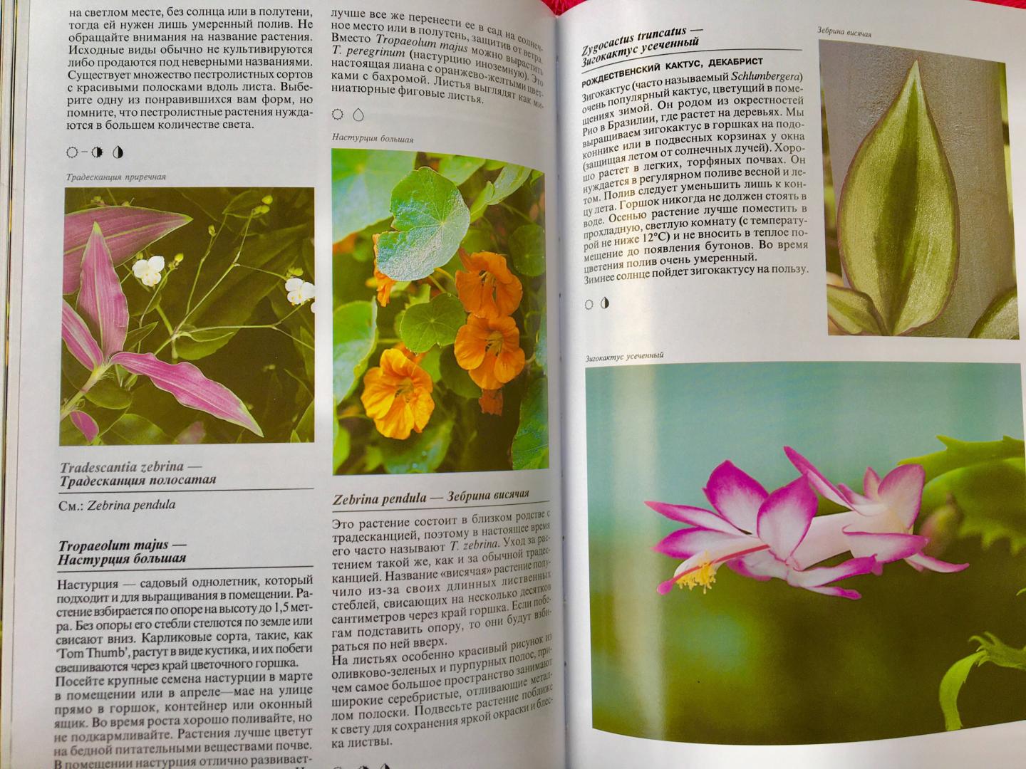 Иллюстрация 17 из 48 для Комнатные растения - Нико Вермейлен | Лабиринт - книги. Источник: Спивакова  Маргарита