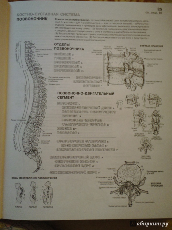 Иллюстрация 39 из 65 для Анатомия человека. Атлас-раскраска - Элсон, Кэпит | Лабиринт - книги. Источник: Юлиячитатель