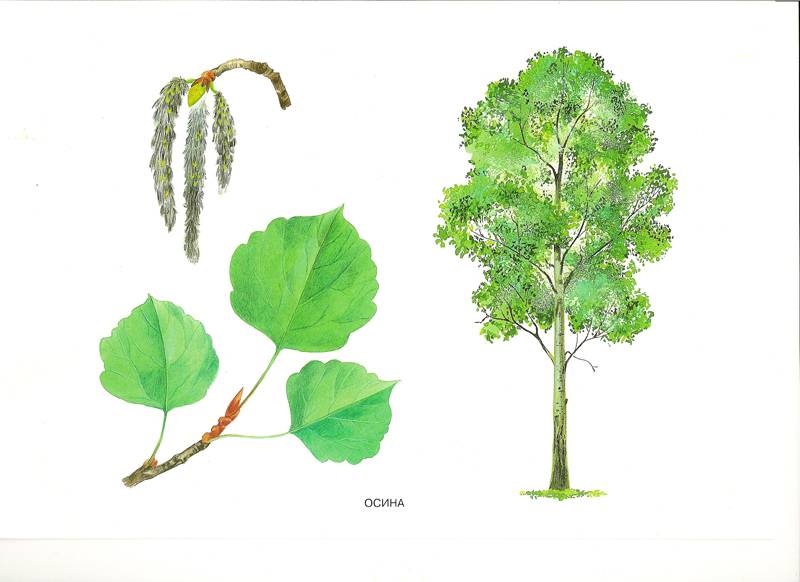 Иллюстрация 4 из 5 для Мир в картинках: Деревья и листья 3-7 лет | Лабиринт - книги. Источник: farnor