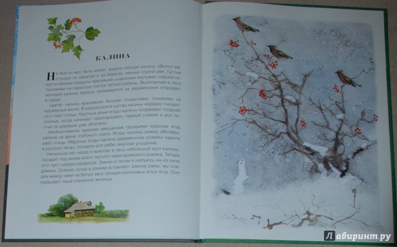 Иллюстрация 25 из 49 для Русский лес - Иван Соколов-Микитов | Лабиринт - книги. Источник: Книжный кот