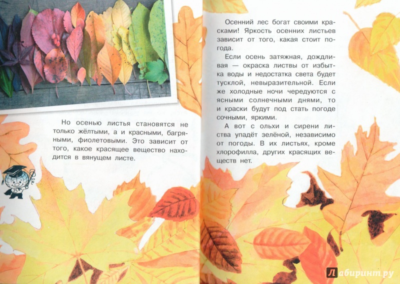 Иллюстрация 8 из 50 для Почему осенью листопад? - Георгий Граубин | Лабиринт - книги. Источник: Книжный кот