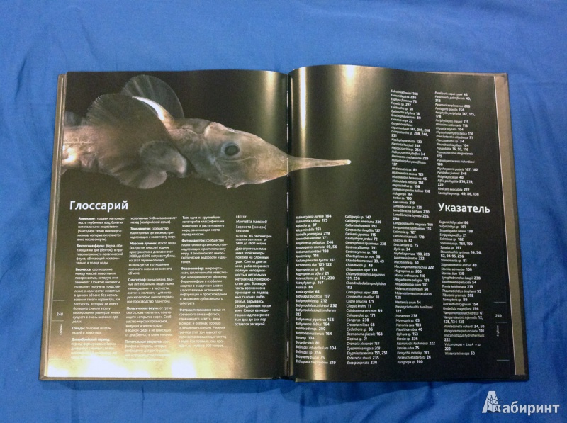 Иллюстрация 30 из 31 для Глубина. Таинственный мир океанских пучин - Клер Нувиан | Лабиринт - книги. Источник: photo_grafo