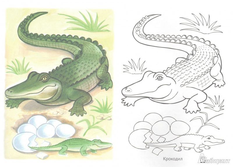 Пресмыкающиеся жарких стран. Крокодил раскраска для детей. Крокодил рисунок. Крокодил рисунок для детей. Раскраски крокодилов.
