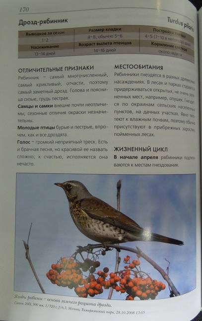 Иллюстрация 41 из 46 для Жизнь и поведение птиц - Василий Вишневский | Лабиринт - книги. Источник: Королева  Кристина