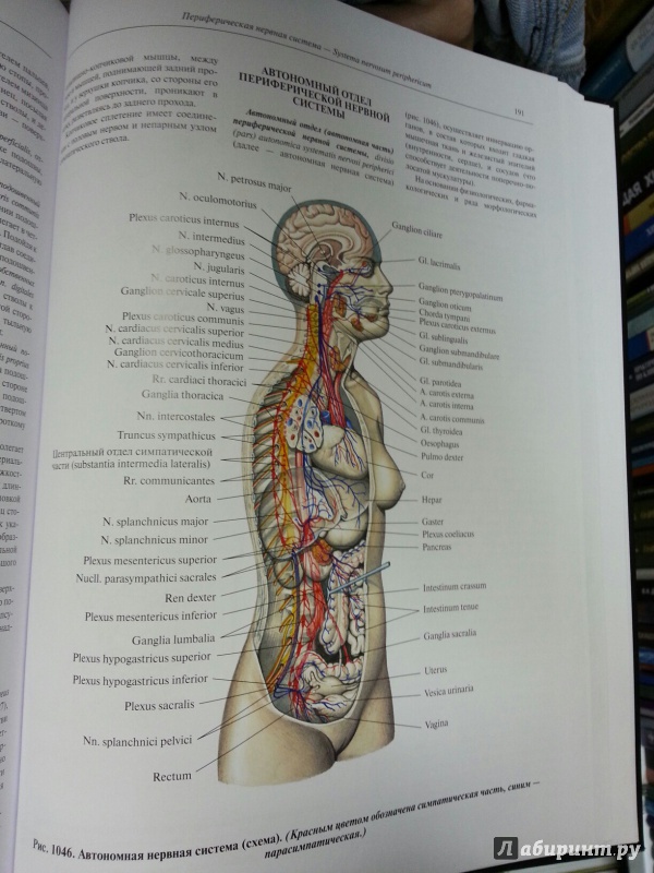 Иллюстрация 5 из 18 для Атлас анатомии человека. В 4-х томах. Том 4. Учение о нервной системе и органах чувств - Синельников, Синельников, Синельников | Лабиринт - книги. Источник: Den