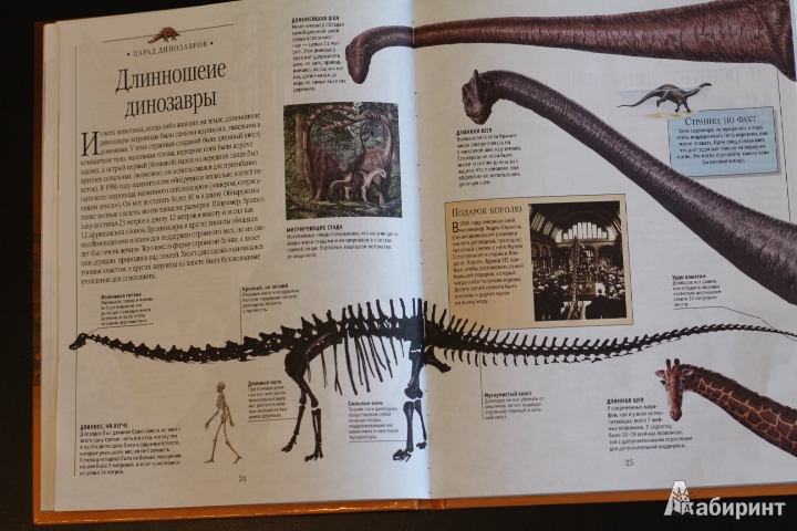 Иллюстрация 42 из 45 для Динозавры и рептилии | Лабиринт - книги. Источник: LittleDragon