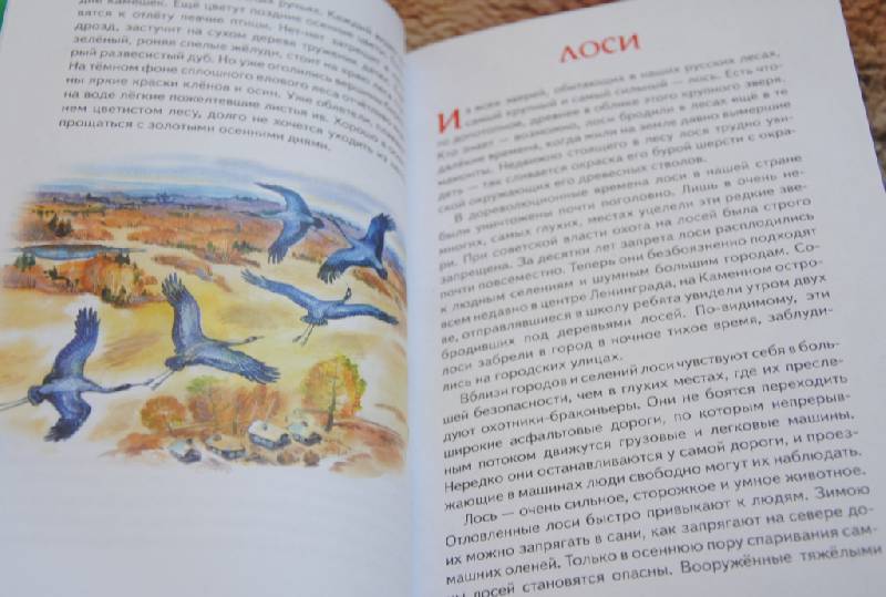 Иллюстрация 24 из 26 для Русский лес - Иван Соколов-Микитов | Лабиринт - книги. Источник: CatT