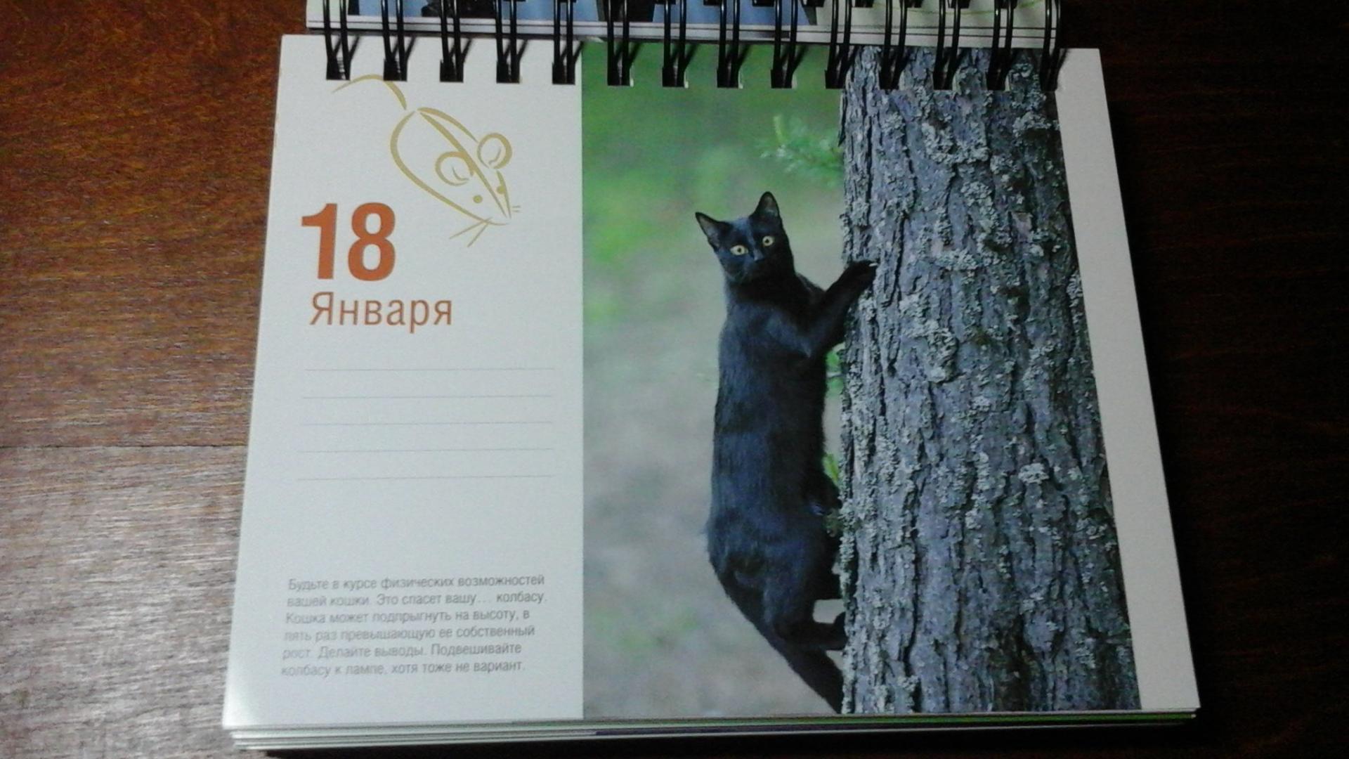 Иллюстрация 37 из 37 для Календарь "Котики. Лучшие кото-фото. 365 дней в году", универсальный - Евгения Гюнтер | Лабиринт - сувениры. Источник: ЛиС-а