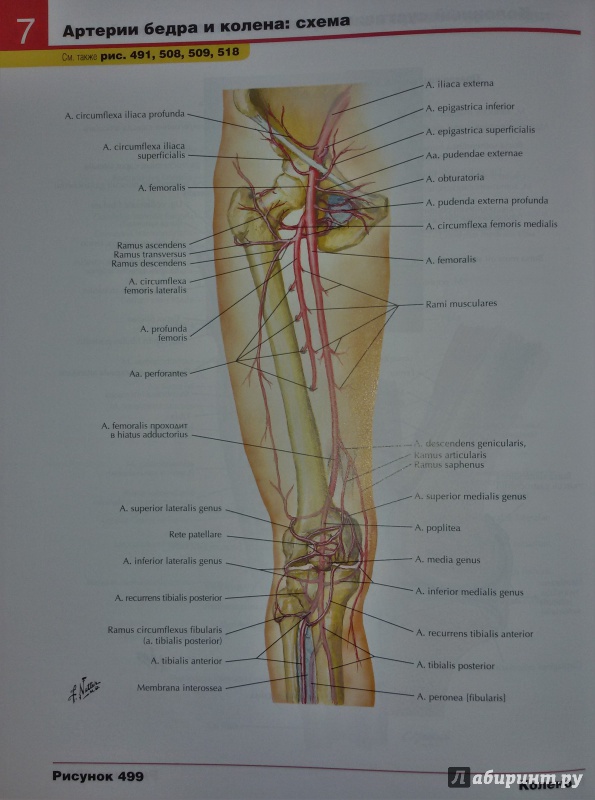 Иллюстрация 15 из 50 для Атлас анатомии человека - Фрэнк Неттер | Лабиринт - книги. Источник: olegiv