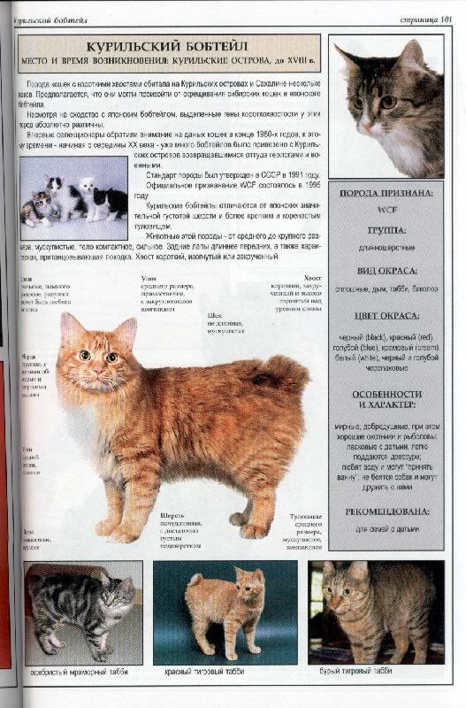 Иллюстрация 3 из 39 для Все о породах кошек - Джульетта Мей | Лабиринт - книги. Источник: *  Татьяна *