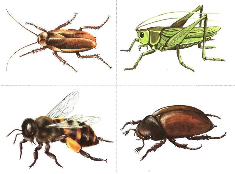Картинки насекомых для детей цветные. Насекомые для детей. Насекомые для дошкольников. Насекомые. Карточки. Наглядный материал насекомые для детей.