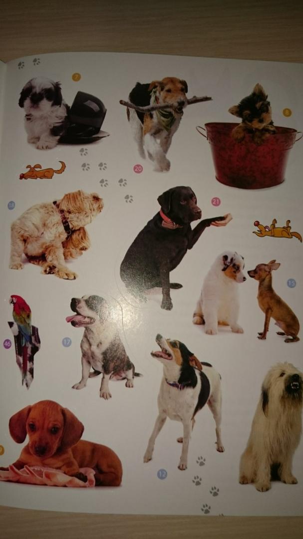 Иллюстрация 23 из 24 для Мои друзья собаки. Энциклопедия животных с наклейками | Лабиринт - книги. Источник: Террил