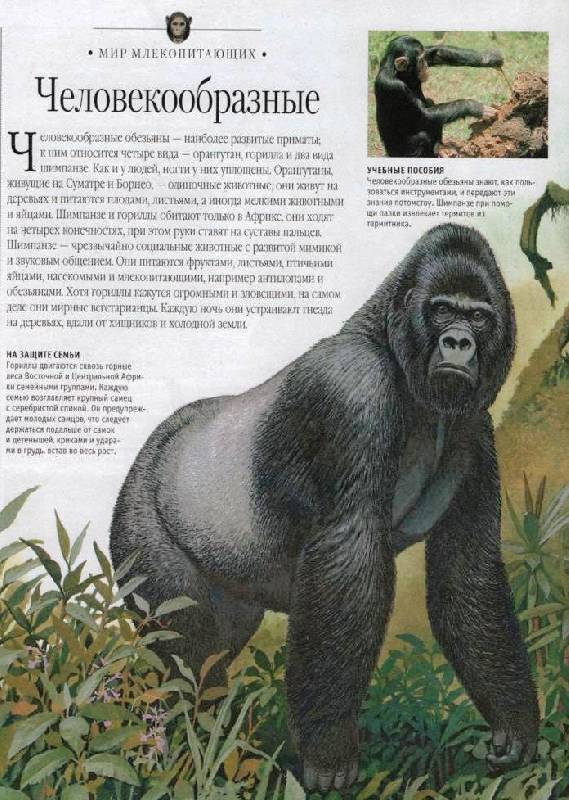 Иллюстрация 3 из 17 для Самая красивая энциклопедия животных | Лабиринт - книги. Источник: Zhanna