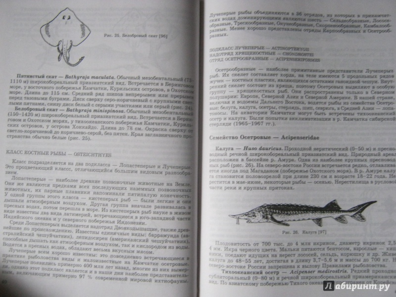 Иллюстрация 11 из 44 для Пресноводные и морские животные Камчатки. Рыбы, крабы, моллюски, иглокожие, морские млекопитающие - Анатолий Сметанин | Лабиринт - книги. Источник: Евгения39