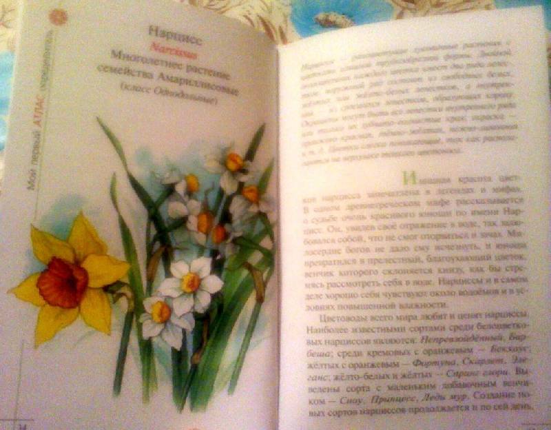 Иллюстрация 7 из 31 для Атлас: Цветы садов и парков (70) - Козлова, Сивоглазов | Лабиринт - книги. Источник: Tatka