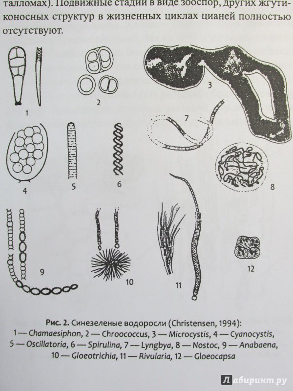 Иллюстрация 40 из 47 для Биологическое разнообразие: водоросли и грибы - Мухин, Третьякова | Лабиринт - книги. Источник: Алекс