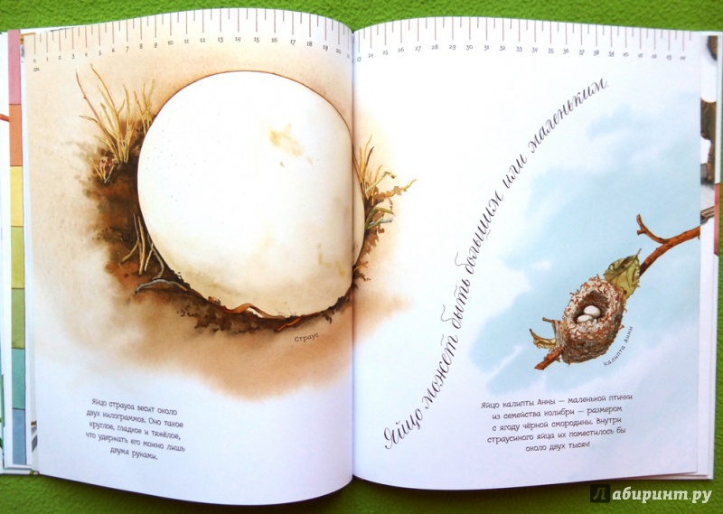 Иллюстрация 65 из 92 для Яйцо любит тишину - Дианна Астон | Лабиринт - книги. Источник: reader*s