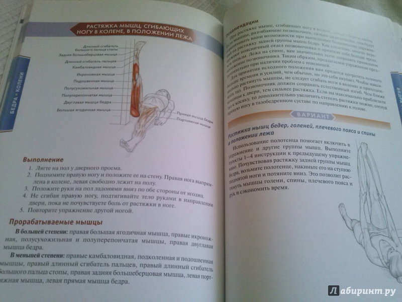 Иллюстрация 27 из 73 для Анатомия упражнений на растяжку - Нельсон, Кокконен | Лабиринт - книги. Источник: Анна