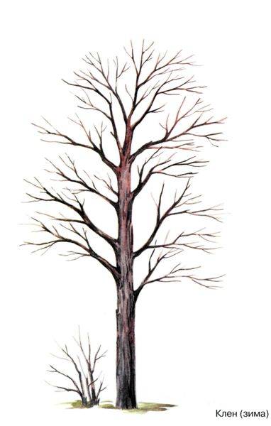 Иллюстрация 16 из 33 для Деревья в картинках. Наглядное пособие для педагогов, логопедов, воспитателей и родителей | Лабиринт - книги. Источник: Юта