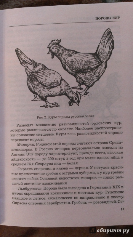Читать книгу курица. Книги о породах кур. Курица с книгой. Куры книга. Книги о выращивания кур.