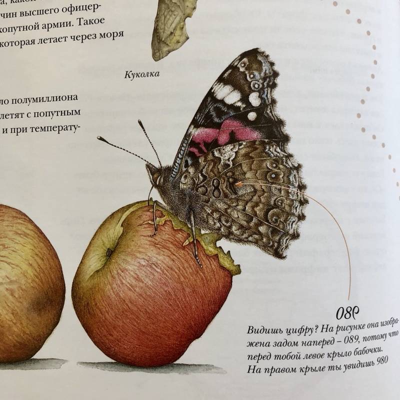 Иллюстрация 49 из 51 для Моя книга бабочек - Стефан Каста | Лабиринт - книги. Источник: S  Victoria