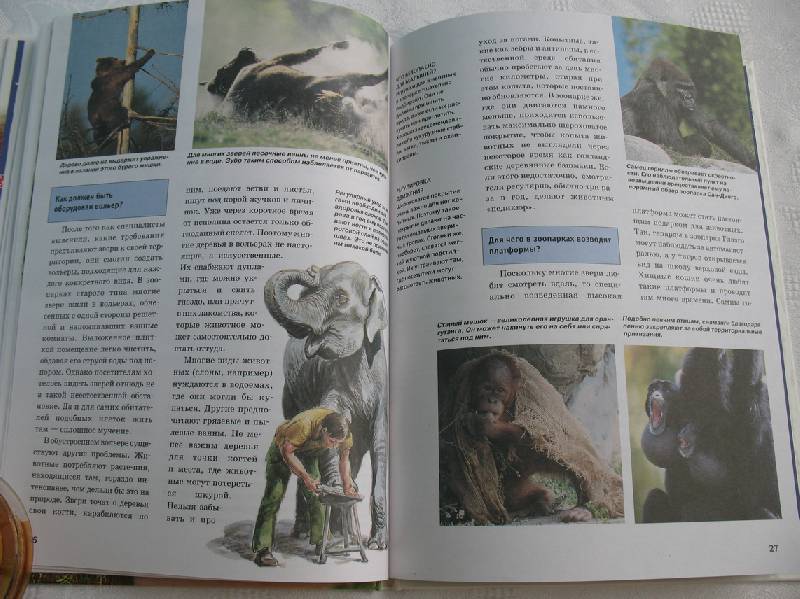 Иллюстрация 25 из 27 для Звери в зоопарке - Андреа Мертини | Лабиринт - книги. Источник: tayana