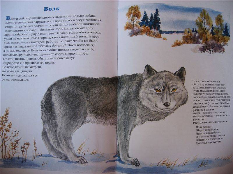 Волки читать краткое. Детские книги про Волков. Кто живет в лесу. Кто живет в лесу книга. Акимушкин жил был волк.