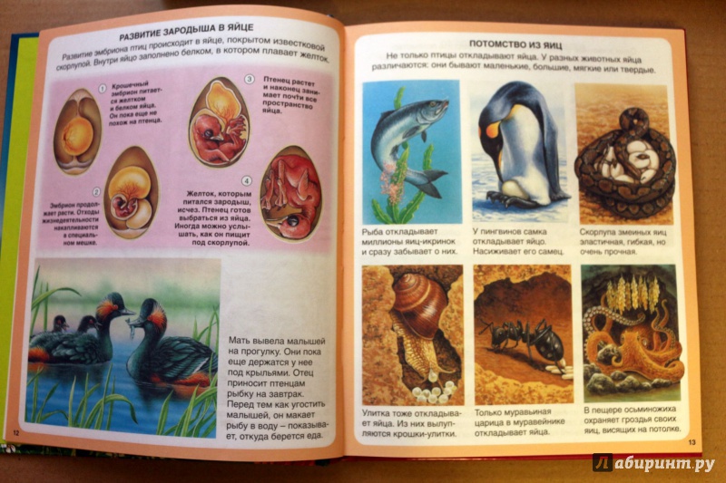 Иллюстрация 19 из 74 для Загадки природы - Бомон, Гийоре | Лабиринт - книги. Источник: Террил