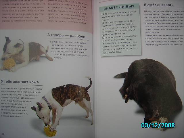 Иллюстрация 3 из 5 для О чем думает ваша собака - Гвен Бэйли | Лабиринт - книги. Источник: Звездочка
