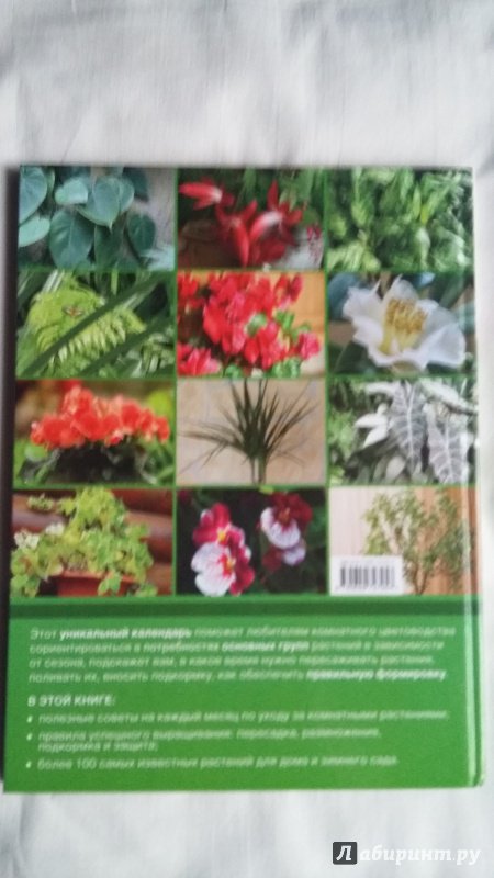Иллюстрация 12 из 15 для Комнатные растения. Календарь по уходу на каждый месяц - Татьяна Смирнова | Лабиринт - книги. Источник: semira