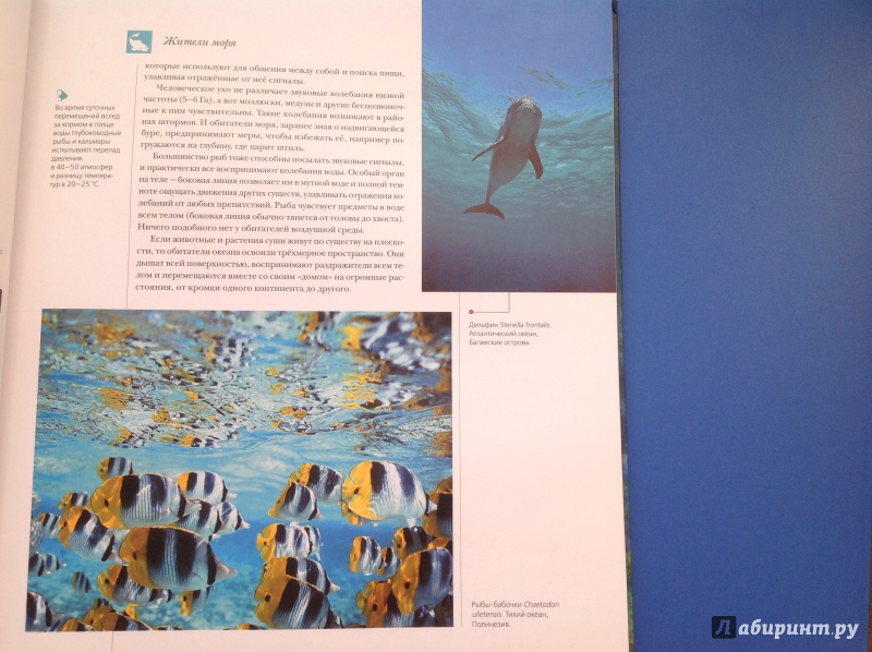 Иллюстрация 5 из 38 для Жители моря | Лабиринт - книги. Источник: Ерофеева  Елена
