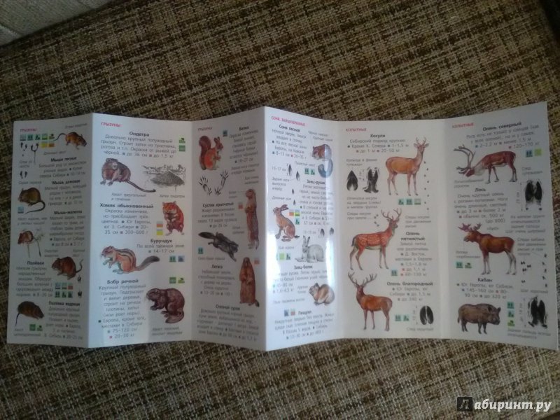 Иллюстрация 3 из 18 для Животные. Определитель для малышей | Лабиринт - книги. Источник: SergP