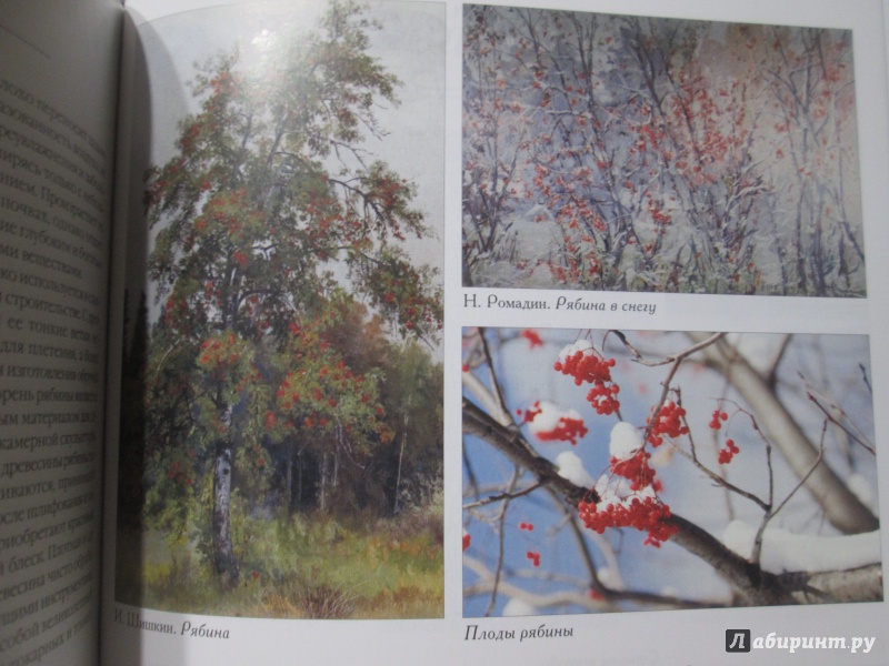 Иллюстрация 23 из 37 для Самые известные деревья. Иллюстрированная энциклопедия | Лабиринт - книги. Источник: NiNon