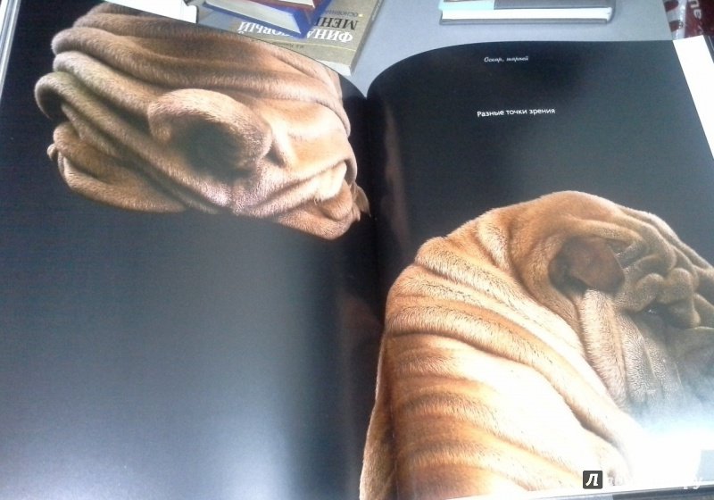 Иллюстрация 12 из 37 для Жизнь собак - Громис ди Трана Катерина | Лабиринт - книги. Источник: Космос