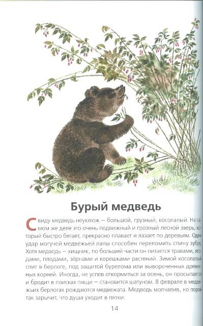 Иллюстрация 4 из 33 для Животные нашей страны - Владимир Храбрый | Лабиринт - книги. Источник: bel-k