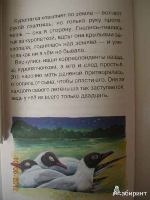 Иллюстрация 29 из 35 для Лесные детёныши - Виталий Бианки | Лабиринт - книги. Источник: Honeyed