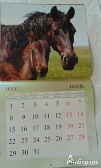 Иллюстрация 8 из 9 для Календарь 2013 "Лошади" | Лабиринт - сувениры. Источник: Anita1