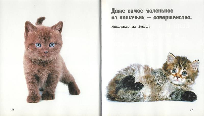 Иллюстрация 23 из 30 для Кошки - это духи, спустившиеся на землю | Лабиринт - книги. Источник: ЛиС-а