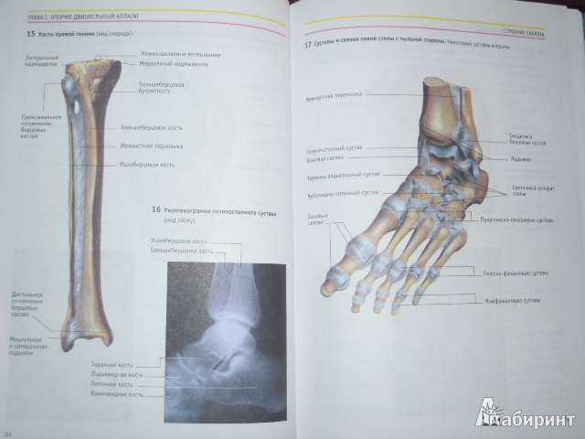 Иллюстрация 29 из 36 для Анатомия человека: Атлас - Курепина, Ожигова, Никитина | Лабиринт - книги. Источник: Iwolga