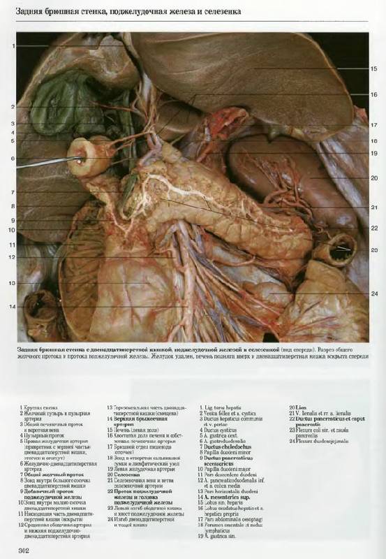 Иллюстрация 11 из 20 для Большой анатомический атлас - Роен, Йокочи, Лютьен-Дреколл | Лабиринт - книги. Источник: Кнопа2