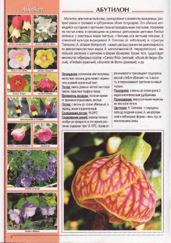Иллюстрация 7 из 20 для Популярные комнатные растения: распространенные виды, сорта и гибриды - Вальтер Грюнвальд | Лабиринт - книги. Источник: Юта