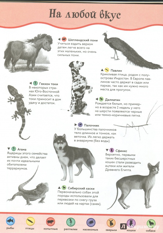 Иллюстрация 9 из 16 для Домашние питомцы. Animal Planet | Лабиринт - книги. Источник: lumila