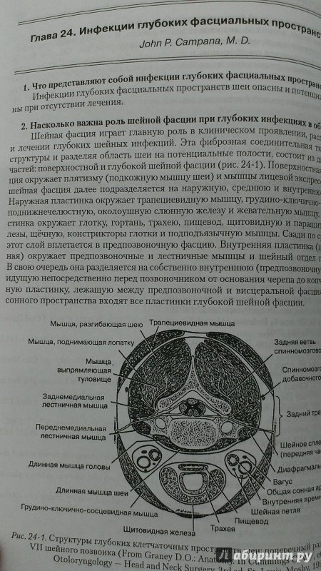 Иллюстрация 4 из 5 для Секреты оториноларингологии - Джафек, Марроу | Лабиринт - книги. Источник: Савчук Ирина