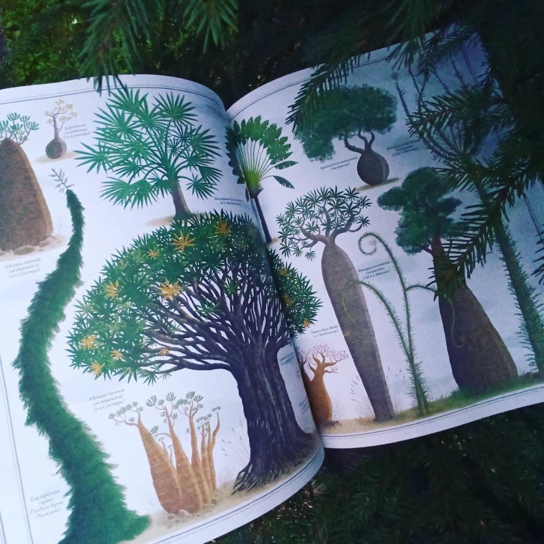 Иллюстрация 67 из 70 для Деревья - Соха, Грайковский | Лабиринт - книги. Источник: Sv_84
